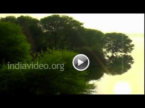 Thol Bird Sanctuary, Ahmedabad, Gujarat, India, Video