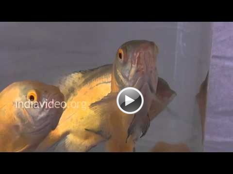 Albino Oscar fish Aquarium fish Oscar family India Video
