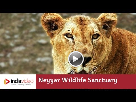 Lion Safari at Neyyar Wildlife Sanctuary, Thiruvananthapuram