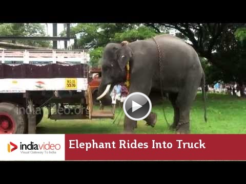 Elephant rides in the trunk - a scene from Kerala