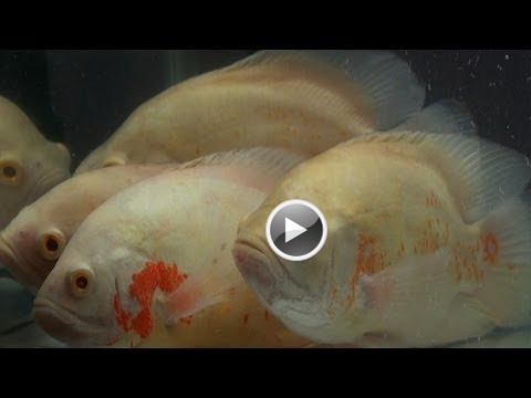 Albino Oscar fish Cichlid family Aquarium fish India Video
