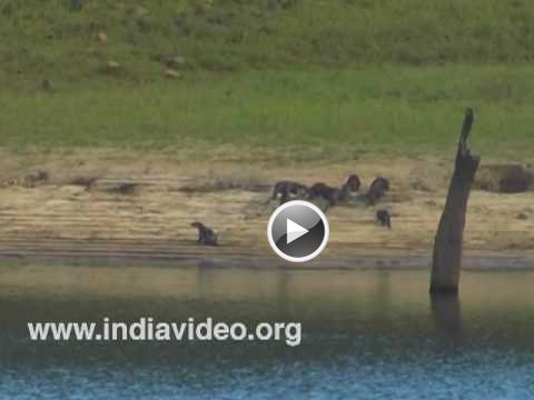 River Otter, Mustelidae, Neer Nai, Wildlife, Flora and Fauna, India, Kerala  Videos