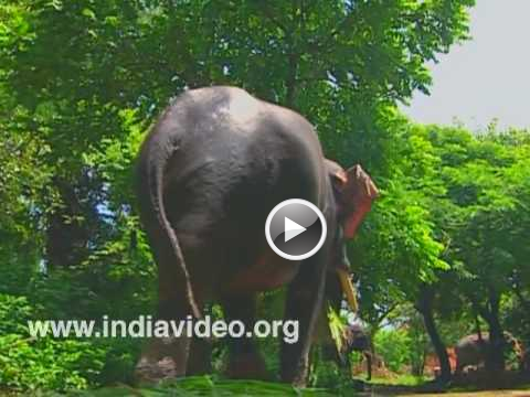 Elephant Bathing at Punnathoorkotta, Thrissur, India, Kerala Videos