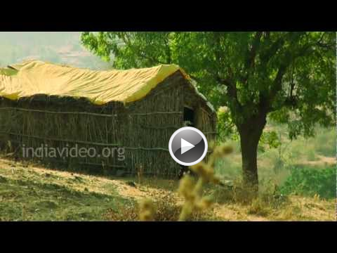Agricultural Village, Pandharpur, Maharashtra, India, Video